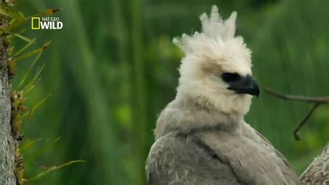 Amazônia Selvagem Reino Animal Dublado Documentário National