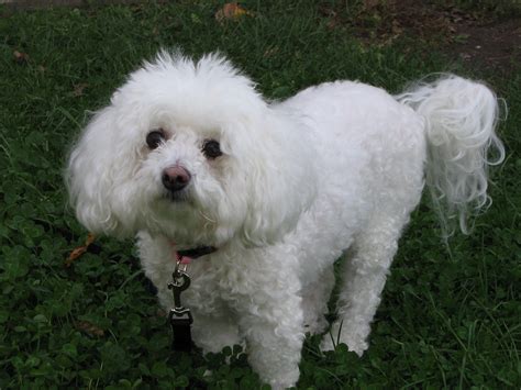 Bichon Frise - Puppies, Rescue, Pictures, Information, Temperament ...