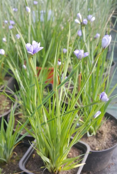 Сизиринхиум — Каталог — Питомник растений Ирины Савченко