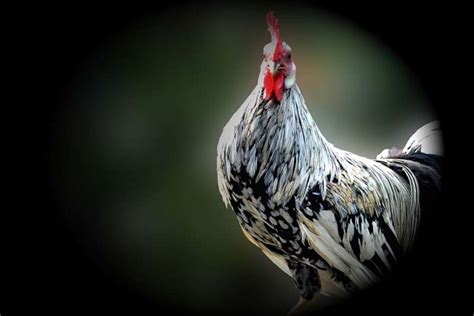 Sejak Kapan Ayam Dekat Dengan Kehidupan Manusia
