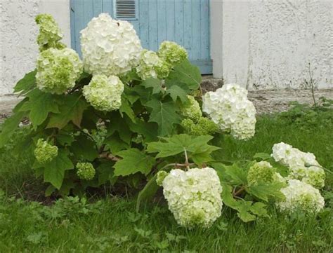 Гортензия дуболистная: сорта, зимостойкость, фото, посадка и уход ...