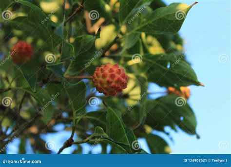 Edible Fruit On An Asian Dogwood Tree Kousa Dogwood Stock Image Image