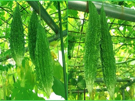 Bitter Gourd Farming জেনে নিন করলা চাষের উন্নত পদ্ধতি ও পরিচর্যা