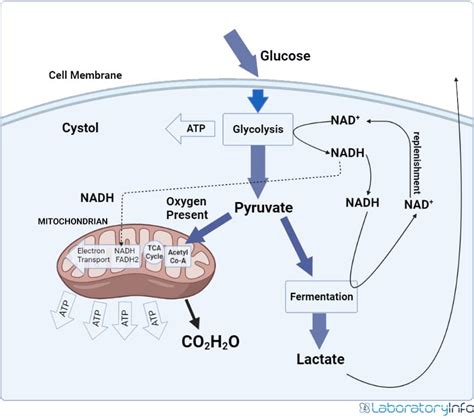Anaerobic Respiration