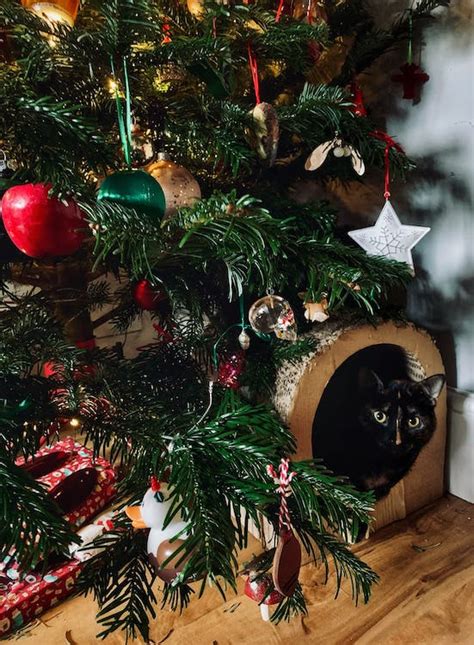 Black Cat on Brown Wooden Floor Beside Green Christmas Tree · Free ...