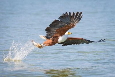 Photographing Birds In Flight | Chris Bray Photography