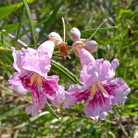 Bubba Desert Willow Tree