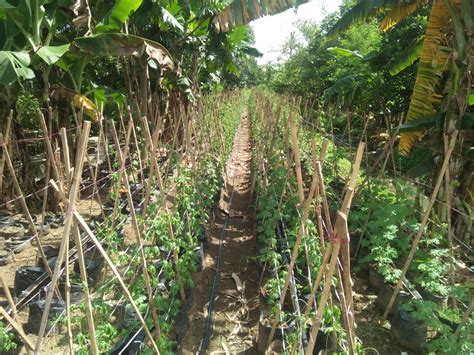 Kades Bersama Bumdes Arjasari Gencarkan Gerakan Tanam Sayur Di