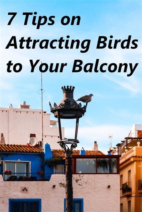 7 Tips On Attracting Birds To Your Balcony How To Attract Birds