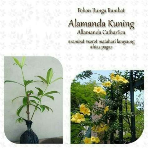 Jual Bibit Tanaman Hias Bunga Alamanda Kuning Pohon Bunga Alamanda