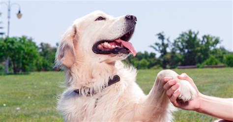 20 Friendliest Dog Breeds — Pumpkin®