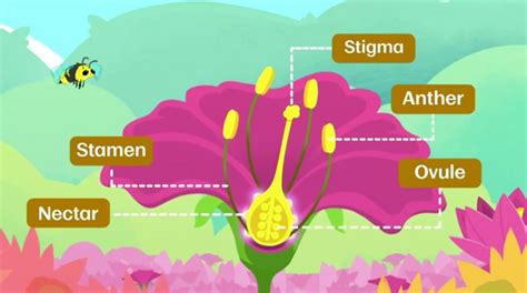 How Do Flowering Plants Reproduce Bbc Bitesize