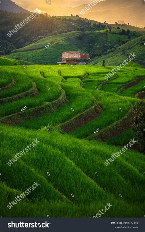 81,908 Thailand Rice Terraces Images, Stock Photos, 3D objects, & Vectors | Shutterstock