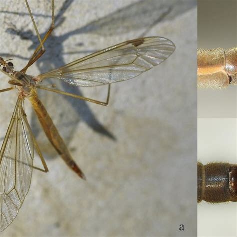 Tipula Lunatipula Livida Livida Female Observed In Ojc W National