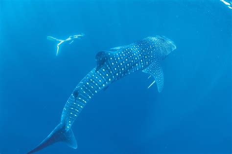 Snorkeling With Whale Shark In Tofo Bay Mozambique Swimming With