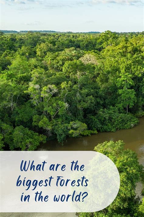 biggest forests   world