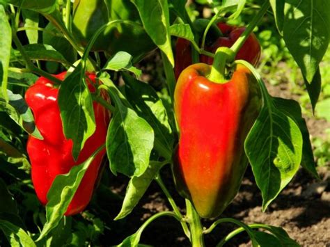 Pepper D'Artagnan: описание, рецензии