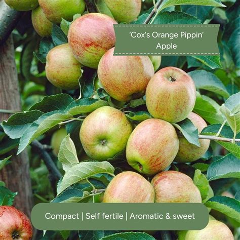 Cordon Apple Tree – Roots Plants