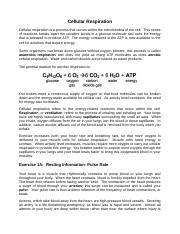 Respiration Lab 5 Sarah Chisholm Docx Cellular Respiration Cellular