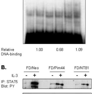 Pim Reduces Dna Binding And Tyrosine Phosphorylation Of Stat