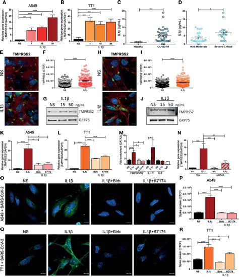 Frontiers Il1β Promotes Tmprss2 Expression And Sars Cov 2 Cell Entry Through The P38 Mapk