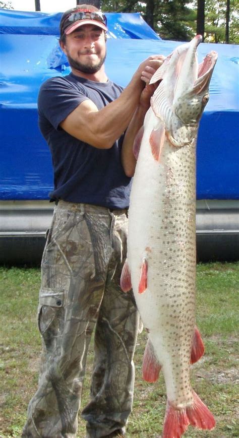 Giant Tiger Muskie