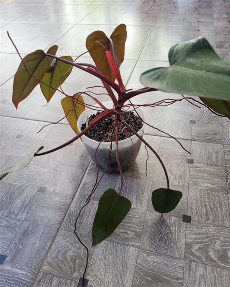 Tanaman Philodendron Dark Lord Rawatan Perkebunan Di Carousell