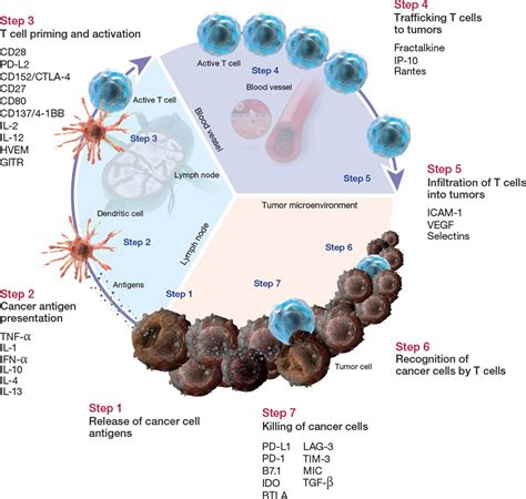 Immuno Oncology Advances In Basic Research And Translational Medicine