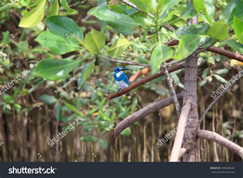 Cerulean Kingfisher Alcedo Coerulescens Bali Island Stock Photo