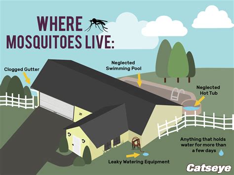 Where Do Mosquitoes Live And Breed Catseye Pest Control