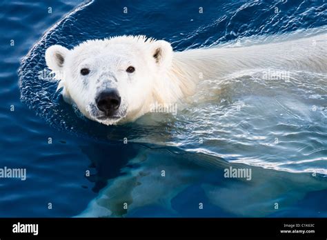 Polar bear swimming hi-res stock photography and images - Alamy