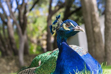 Contemplative Peacock Mayfield Park Austin Tx Sony A60… Flickr