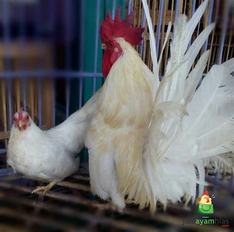 Ayam Kate Indukan Warna Putih Jual Ayam Hias