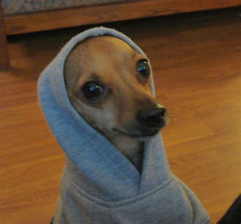 Chihuahua Dog In Hoodie Meme - Pets Lovers