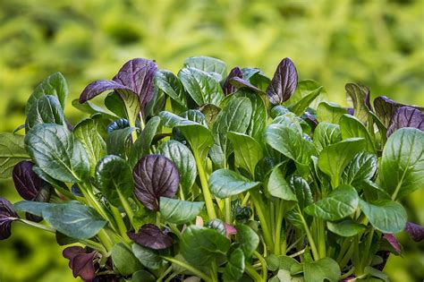 How To Grow Spinach Microgreens Easy Greensguru