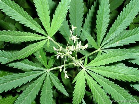 Фото конопля, cannabis