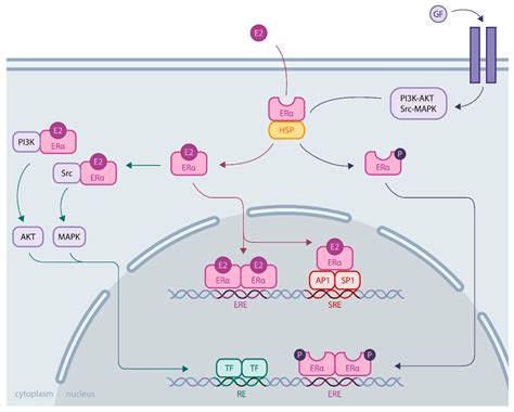 Ijms Free Full Text A Closer Look At Estrogen Receptor Mutations In