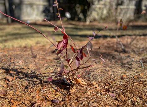 blueberry planting basics preparing  soil    patch