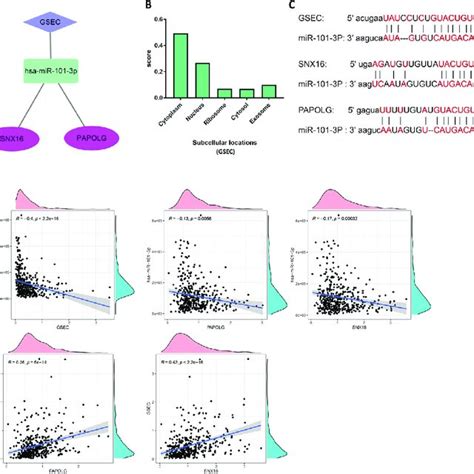 Construction Of Cerna Network Axis And Correlation Analysis A Cerna