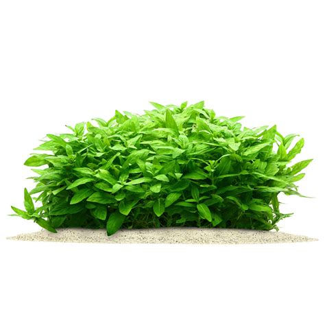 Staurogyne Repens Aquasabi Aquascaping Shop