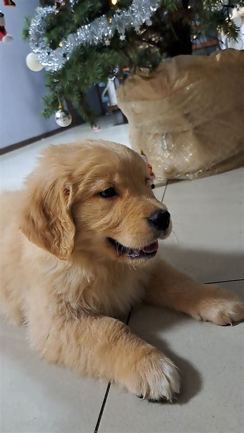 Golden Retriever złoty szczeniak Jerka OLX pl