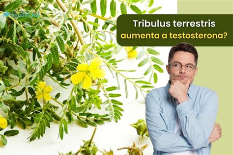 Descubra Os Benef Cios Da Maca Peruana E Tribulus Terrestris Quando