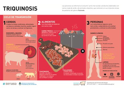 Recomendaciones Para Prevenir La Triquinosis Senasa