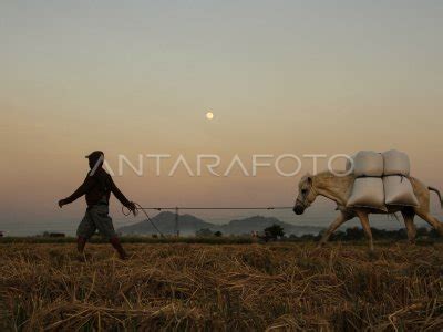 Target Produksi Beras 2024 ANTARA Foto