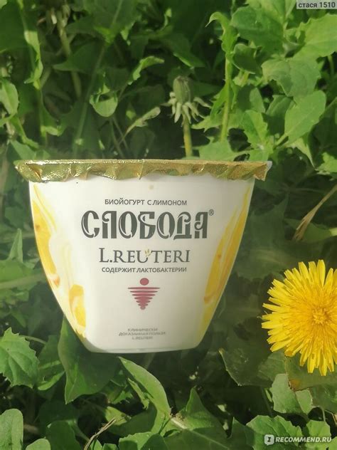 Йогурт Слобода L.REUTERI с лимоном 5,2% - «Необычно и вкусно» | отзывы