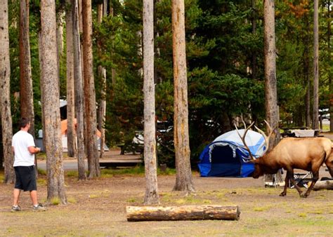 Yellowstone Camping Visitors Guide: 11 Campgrounds, 5 Attractions, 9 ...