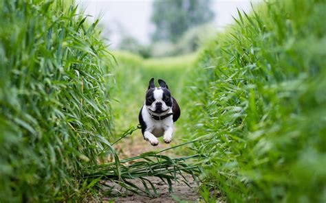 Dog Running Wallpapers Top Free Dog Running Backgrounds Wallpaperaccess