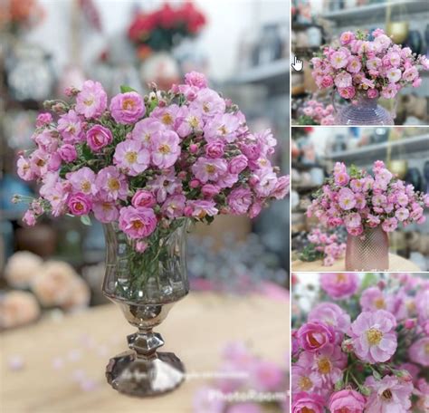 Hoa D I M C Kh P H Ng R O B Ng Hot Tr N Th Tr Ng Ng B Ch Em Ua Nhau Mua V C M