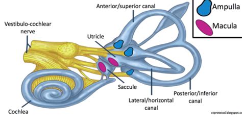 Vestibular System Flashcards Quizlet