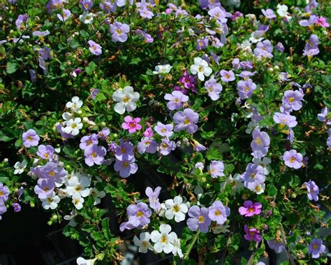 Цветы Бакопа Фото Выращивание И Уход – Telegraph